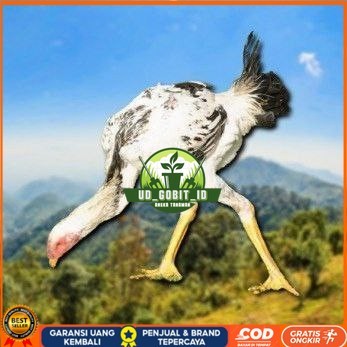 

telur tetas ayam shamo tarung spesial kontrol UD_GOBIT_ID