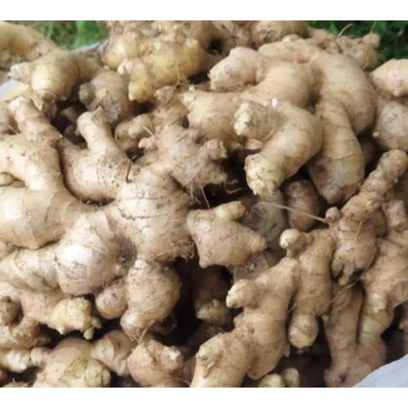 

jahe gajah segar 500gram