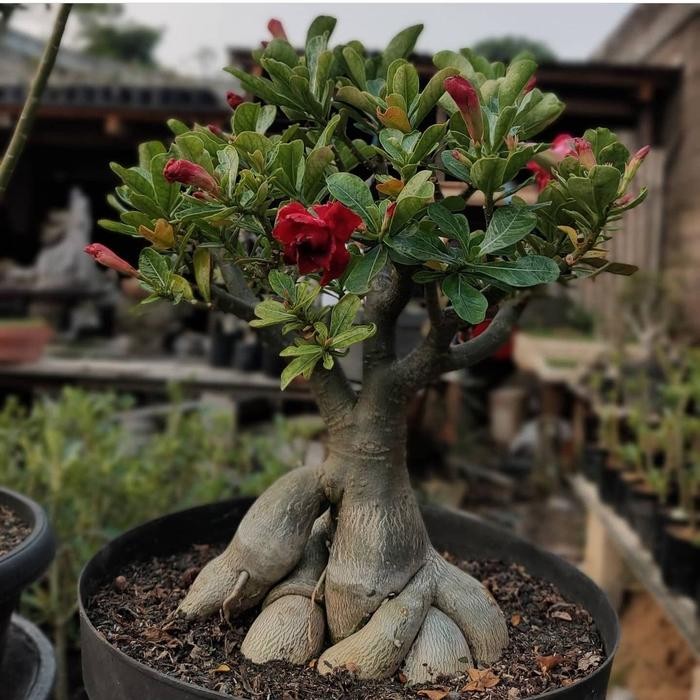 adenium bunga tumpuk / adenium size C - D