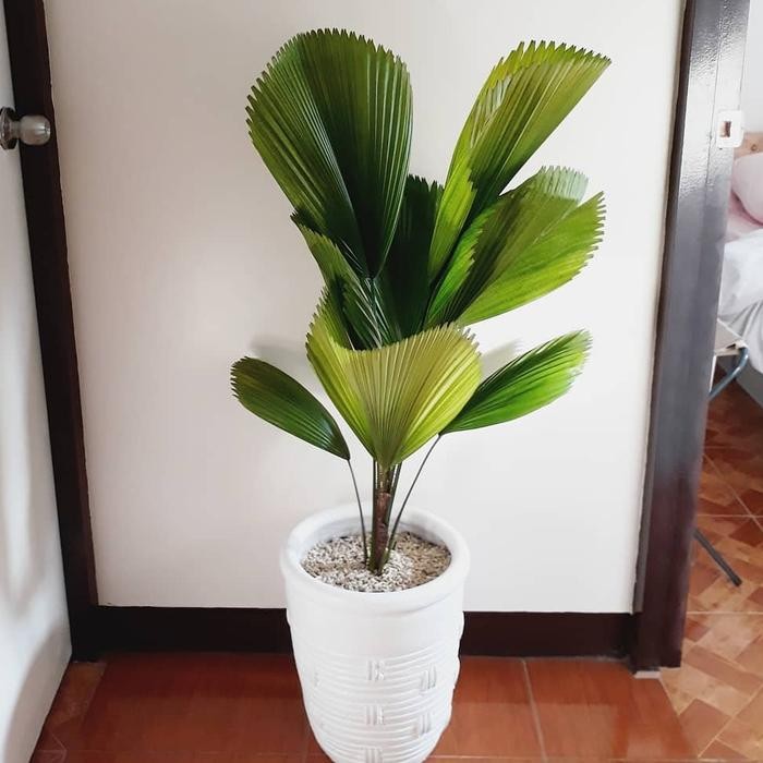 Tanaman Indor/Outdor Palem Kipas / Palem Kol / Licuala Grandis