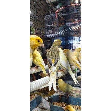 KENARI LOPER BETINA DEWASA