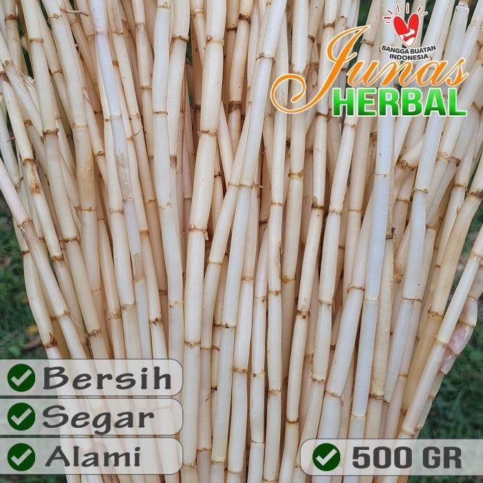 

akar alang alang segar 500gr