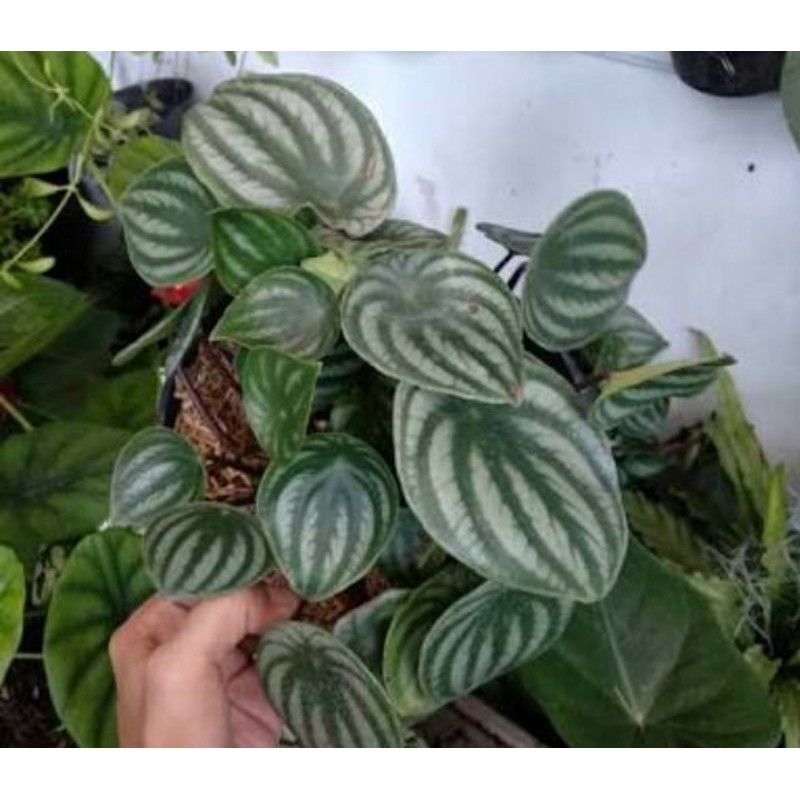 TANAMAN HIAS PEPEROMIA WATERMELON RIMBUN - PEPEROMIA WATERMELON