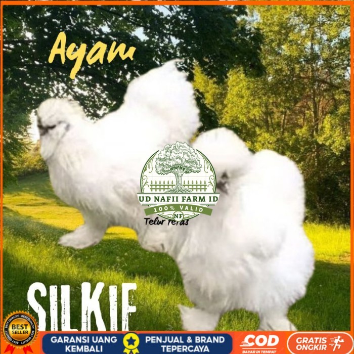 

telur ayam silkie original bisa untuk di tetaskan original berkualitas UD NAFII FARM ID