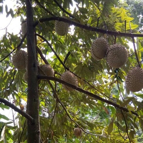 BBIT DURIAN MONTONG CEPAT BERBUAH