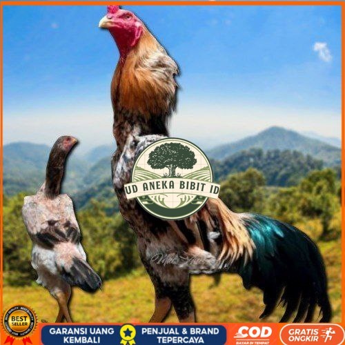 

telur tetas ayam shamo aduan UD ANEKA BIBIT ID