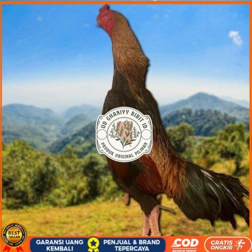 

telur fertil ayam shamo super garansi UD GHANIYY BIBIT ID