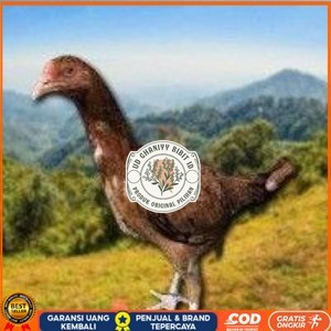 

telur tetas ayam shamo super tarung UD GHANIYY BIBIT ID