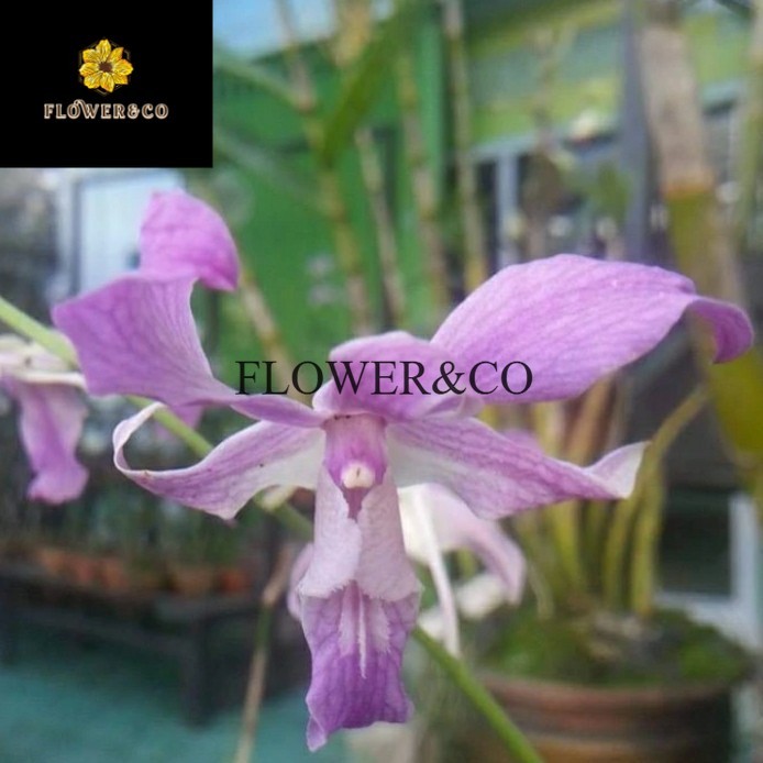 Tanaman hias anggrek dendrobium superbiens _ tanaman anggrek