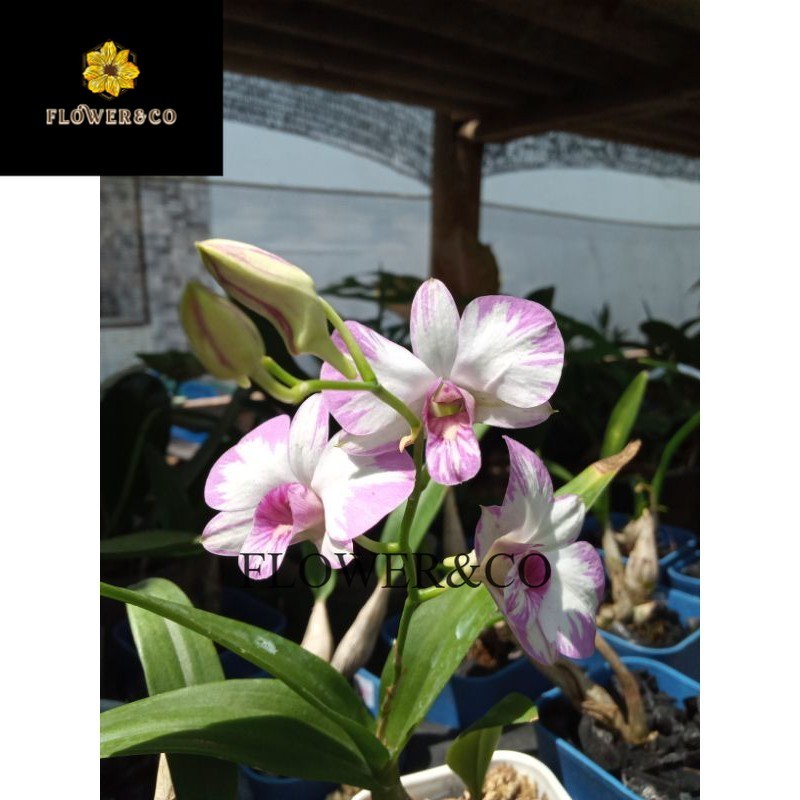 Anggrek dendrobium enobi