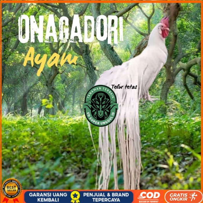 

telur ayam ekor panjang / ayam hias onagadori original berkualitas UD_SUPER_UNGGUL_ID