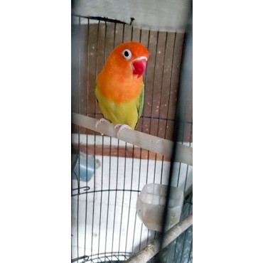 burung lovebird biola ewing green dewasa sepasang/satuan