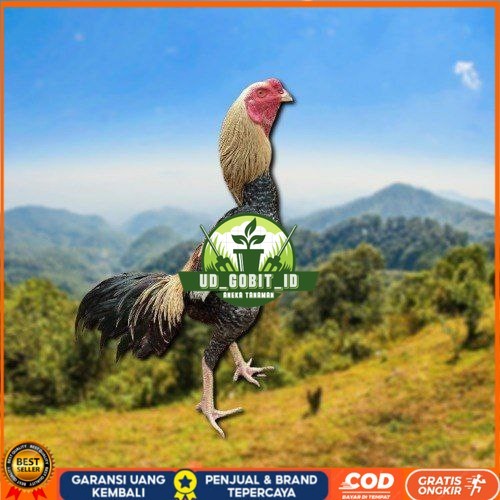 

telur tetas ayam shamo aduan siap di tetaskan UD_GOBIT_ID