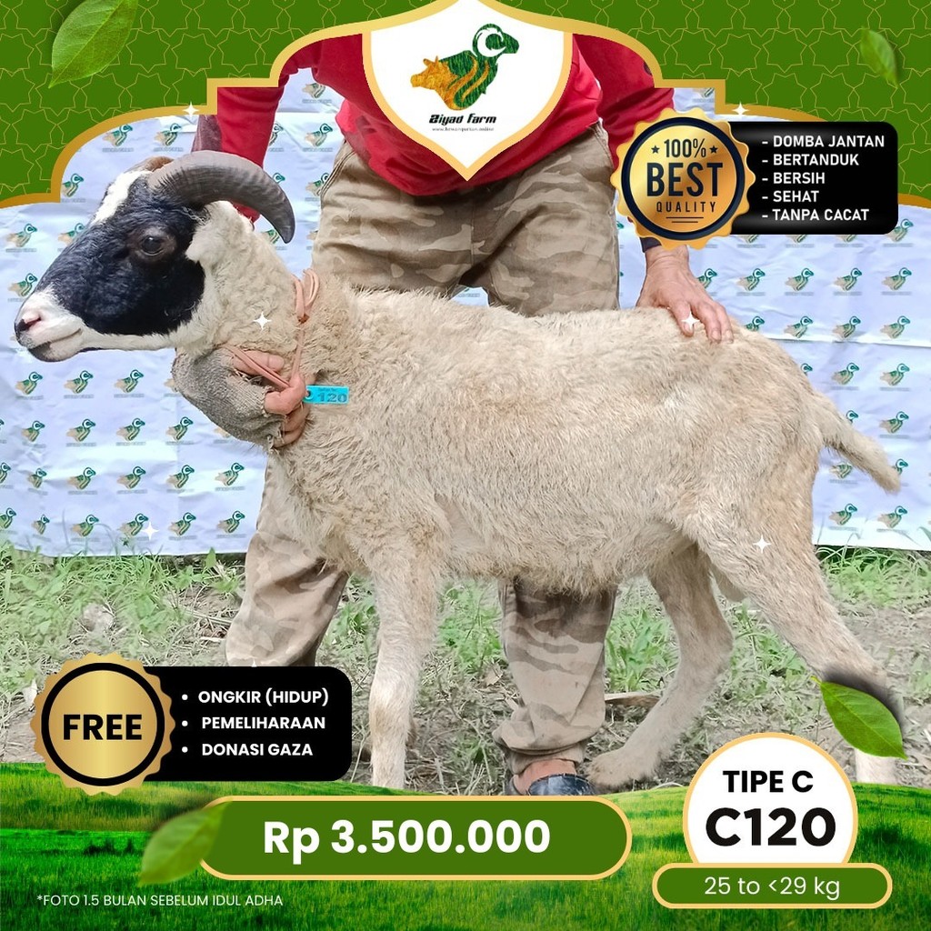

Domba Qurban, Tipe C - C120. Bobot 25 sd 29 Kg