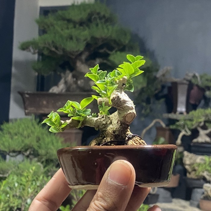Paket bonsai sancang mini dan besar