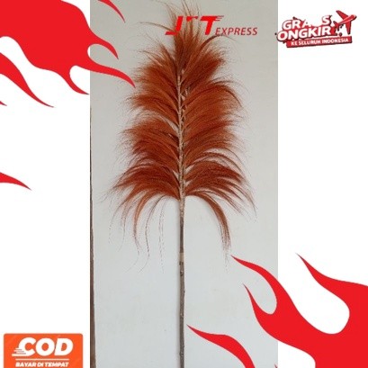 NEW TREND Rayung stick/rayung stik tinggi 2 meter/Pampas tanpa bulu lokal/pampas lokal/Bunga Kering/