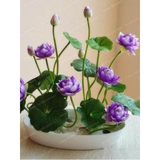 Biji Benih Teratai Lotus Mini Biji Bunga Teratai Lotus Varian Warna - Benih teratai cepat tumbuh
