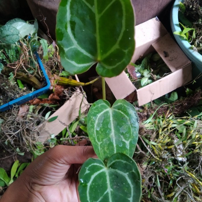 bibit kuping gajah,daun2~3 siap tanam Raja.bonggol