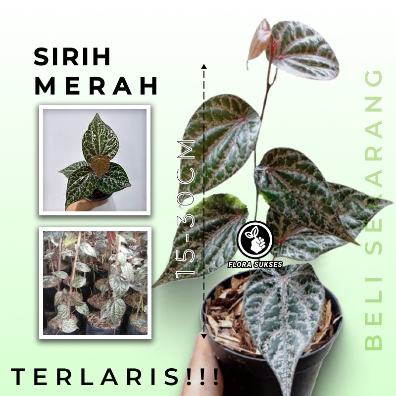 Tanaman Sirih Merah Bibit Daun Sirih Merah