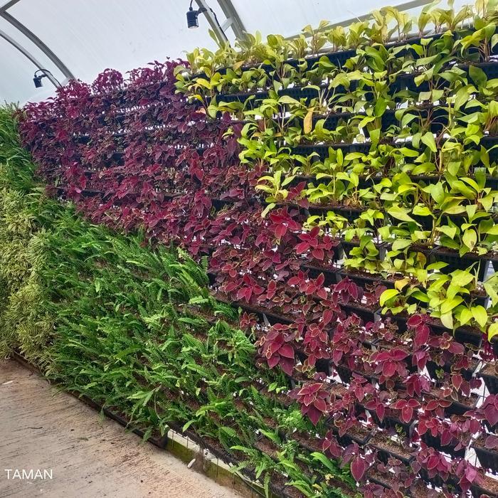 Taman Vertikal Garden Vertical Garden Mengunakan Pot Pembuatan Taman - tanaman hiasan