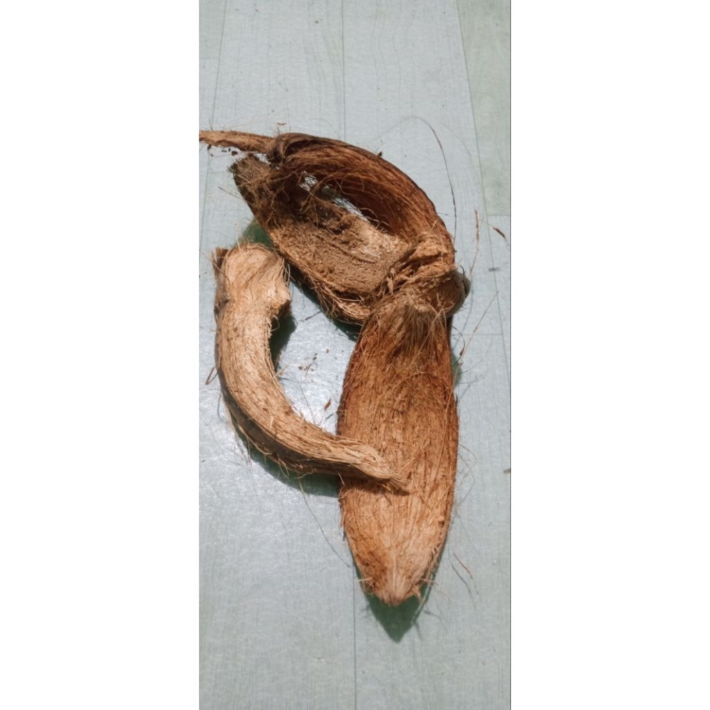 Sabut Kelapa Utuh 200 Gram