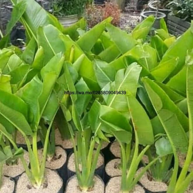 Tanaman hias, Pisang kipas ukuran 1meter//tanaman pisang kipas
