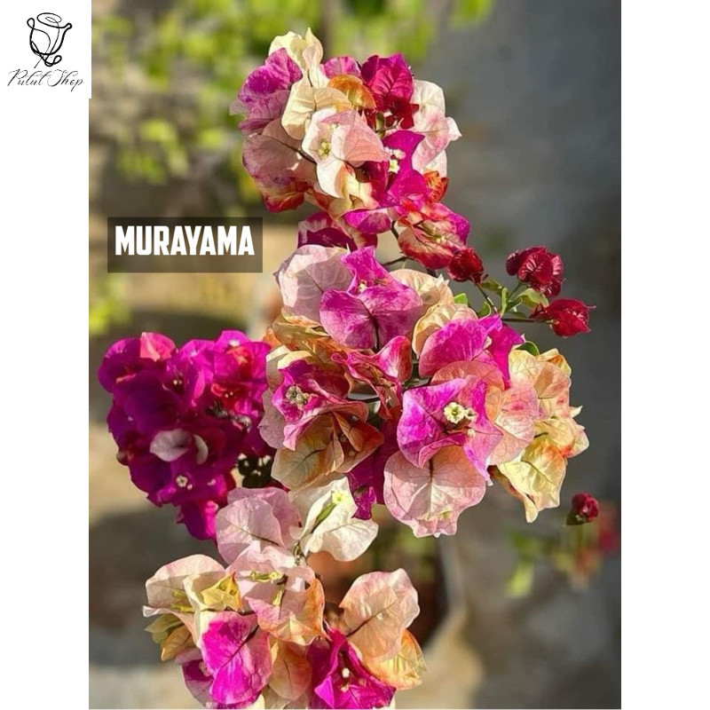 bougenville murayama