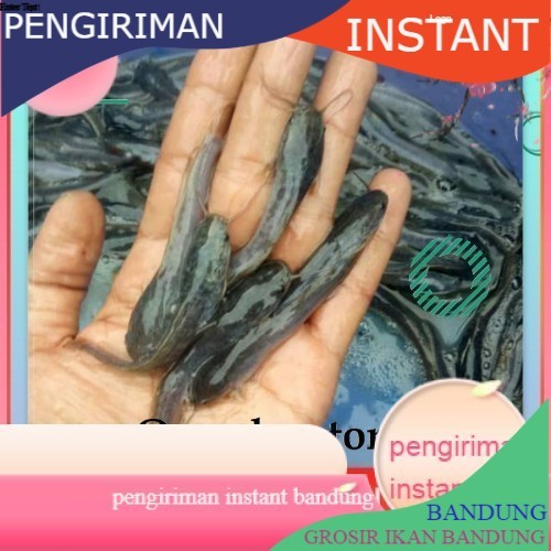 bibit lele sangkuriang uk 8-9 cm per 100 ekor GROSIR BANDUNG MURAH