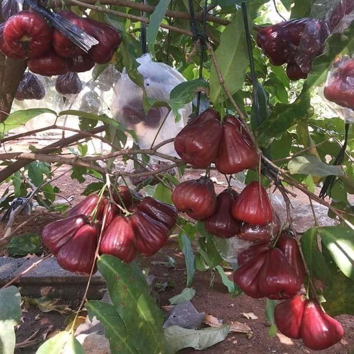 Bibit Tanaman Buah Jambu Air Black Diamond