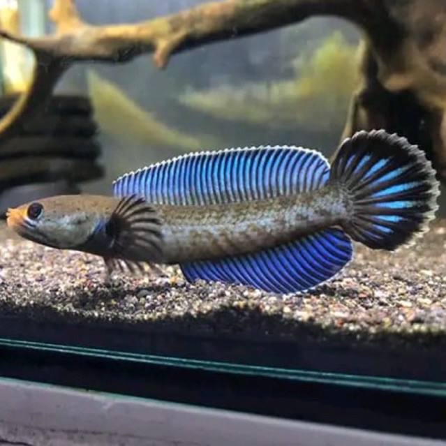 Andrao Sortiran Keras 5-7cm gondrong (caana  dwarf sultan