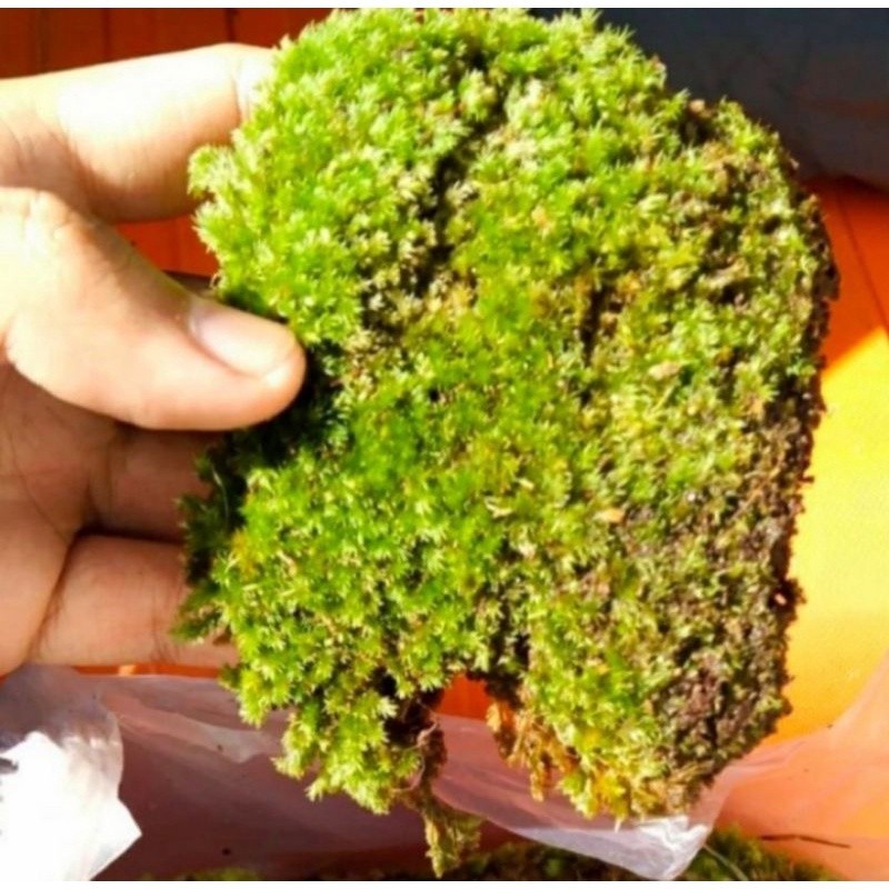 mos hutan / lumut hutan / mos hidup / lumut hidup- spagnum lumut hidup