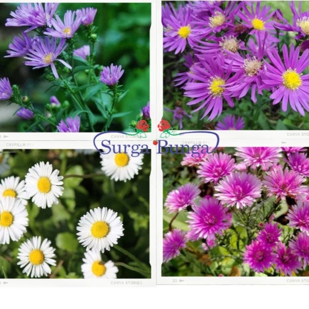 Bibit Bunga Aster Pikok (Symphyotrichum pilosum) - Tanaman Bunga Hias Hidup