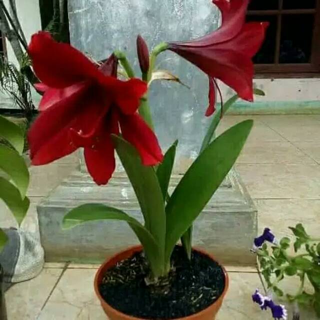 TANAMAN TERAS HIJAU - Tanaman Hias Bakung Amarilis Bunga Merah Segar