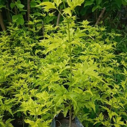 Bibit pohon Cendana wangi asli - Bibit pohon Cendana unggulan