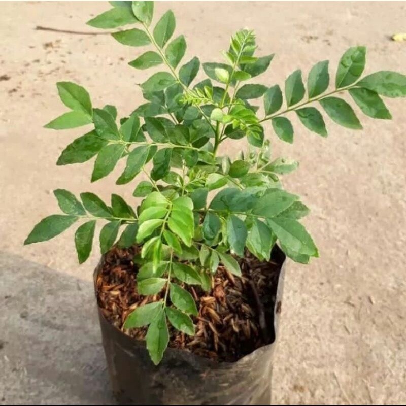 Tanaman Rempah Salam Koja Daun Kari Segar