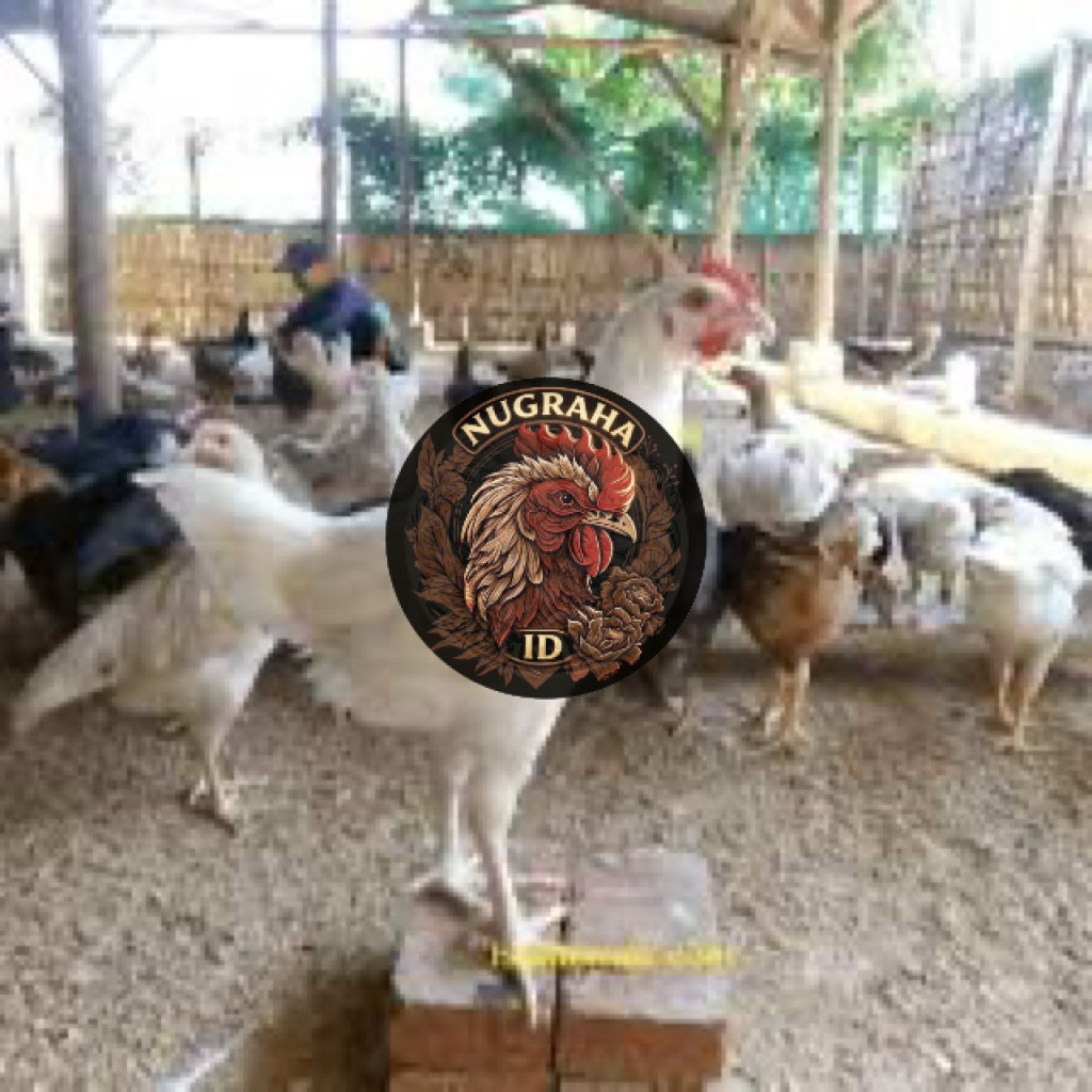 TELUR FERTIL AYAM JOPER UNTUK DITETASKAN NUGRAHA ID