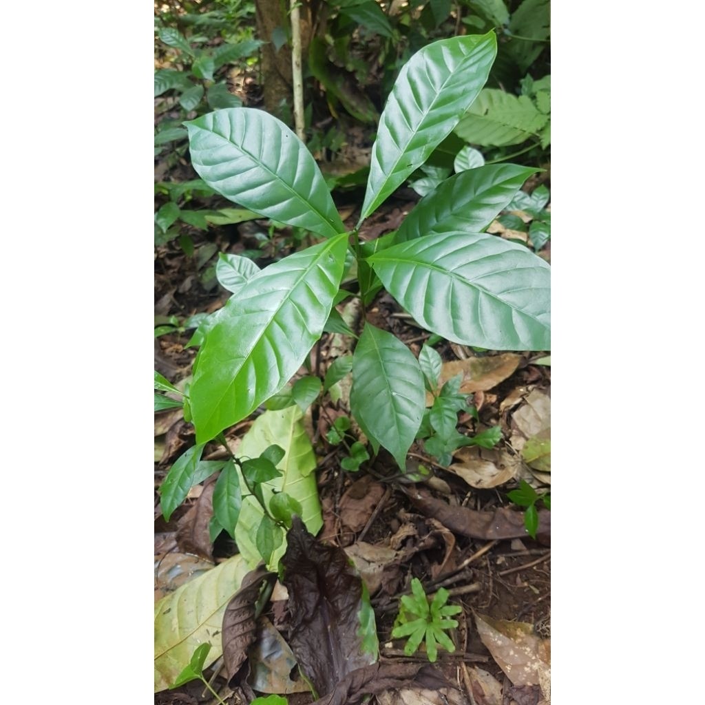 Bibit Kopi Robusta Cabutan 20-30cm Kuat Dan Tahan Lama