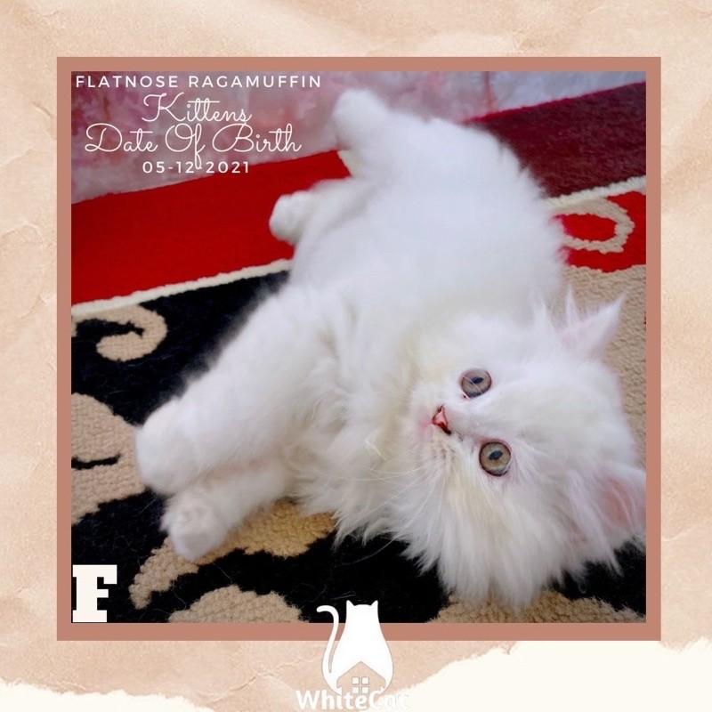 [FREE KERANJANG RIO] anak Kucing kitten kaki pendek bulu kapas BIGBONE persia ragdoll flatnose ragam