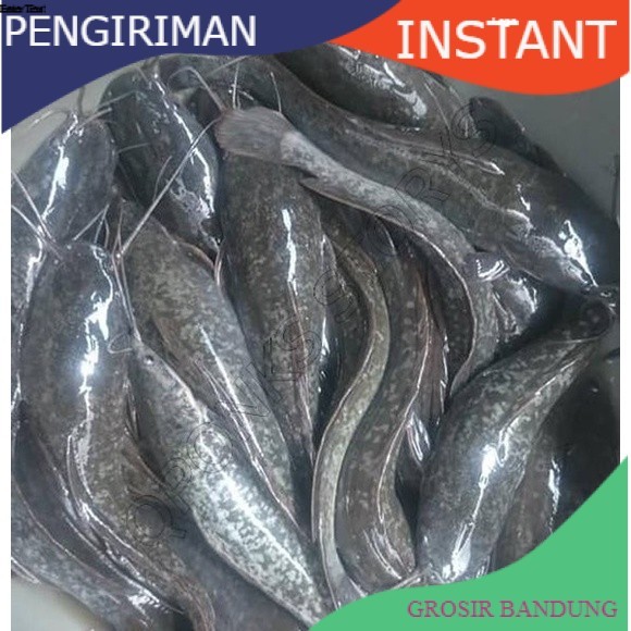 bibit/benih lele sangkuriang uk 16-20 cm per ekor GROSIR BANDUNG