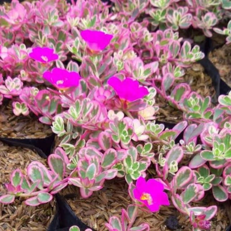 Tanaman Gantung Moss Rose Soda - Krokot Varigata Pink - Krokot Soda - Portulaca Pink Import