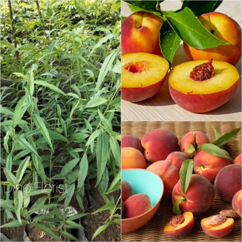 Plantopia Bibit Tanaman Buah Persik , Buah Persik Bibit Tanaman