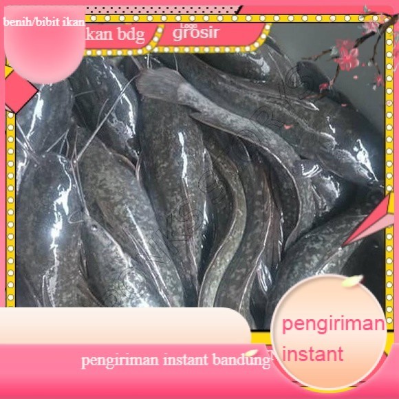 bibit/benih lele sangkuriang uk 16-20 cm per ekor GROSIR BANDUNG