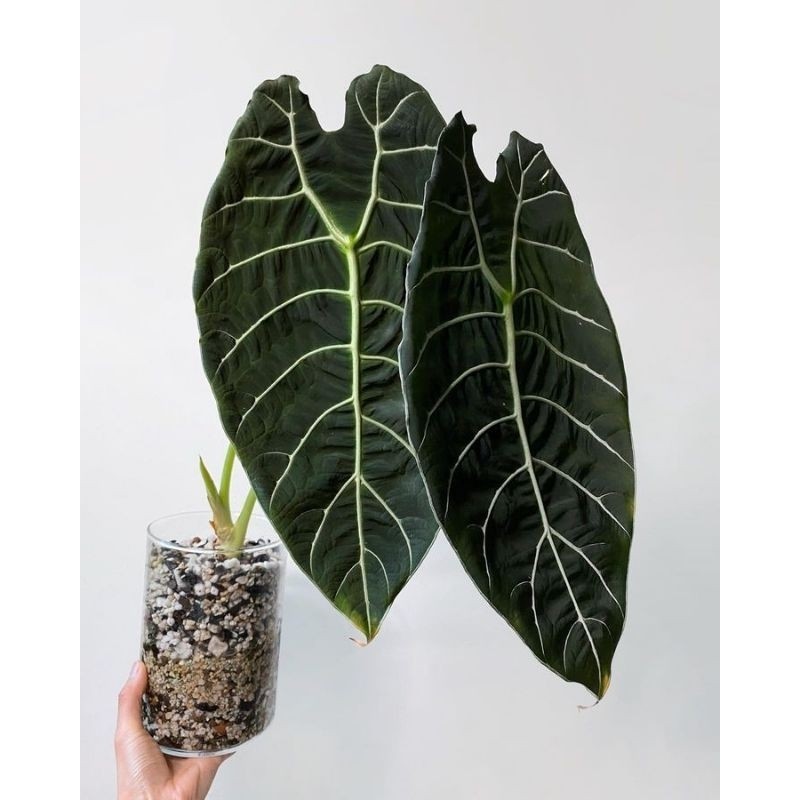 Bonggol Umbi Bibit Alocasia Watsoniana