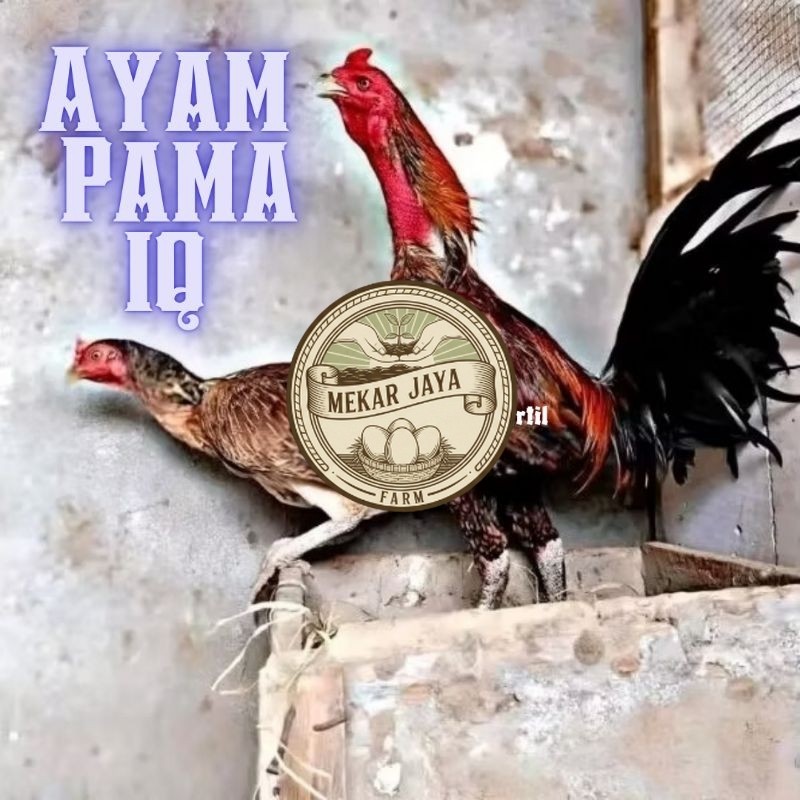 TELUR  AYAM  PAMA IQ ORI untuk ditetaskan Mekarjaya Farm