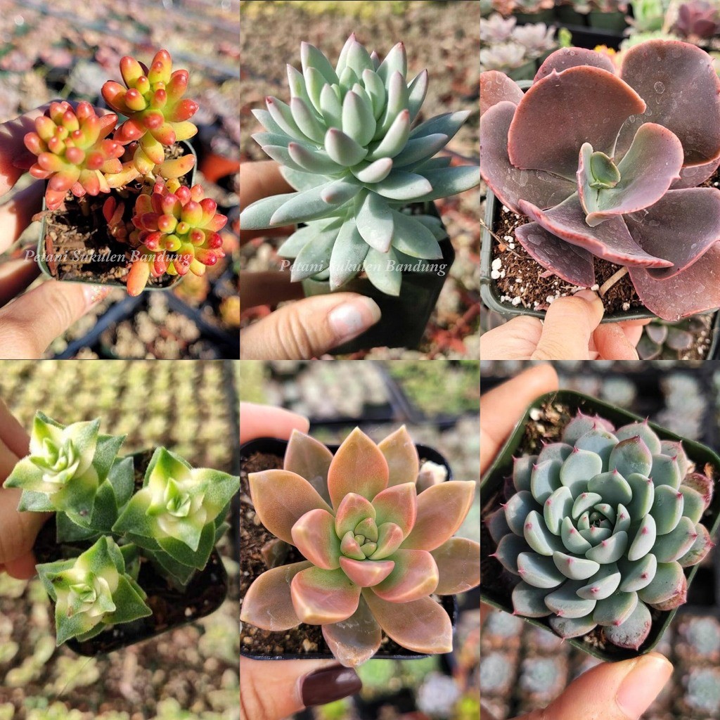 Kaktus Sukulen mini dim 5cm bebas PILIH gratis POT sekulen skulen bukan jumbo cactus tanaman hias as