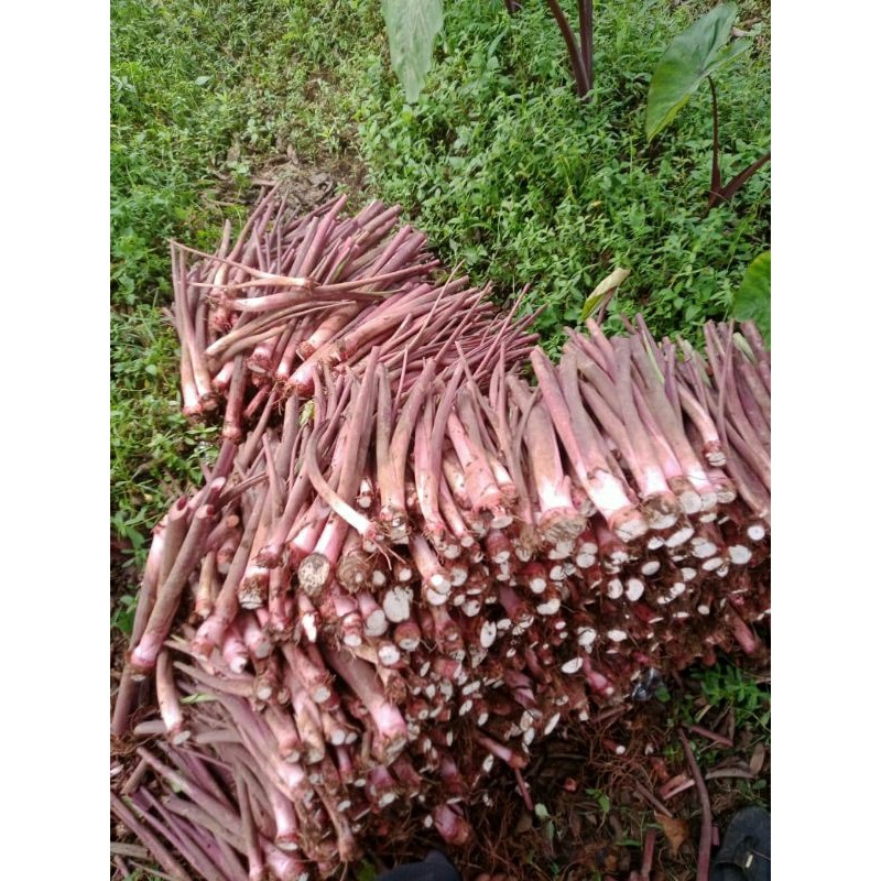 Bibit Talas Pratama 3/ Talas Bogor/ Talas Ungu (isi 100 bibit)