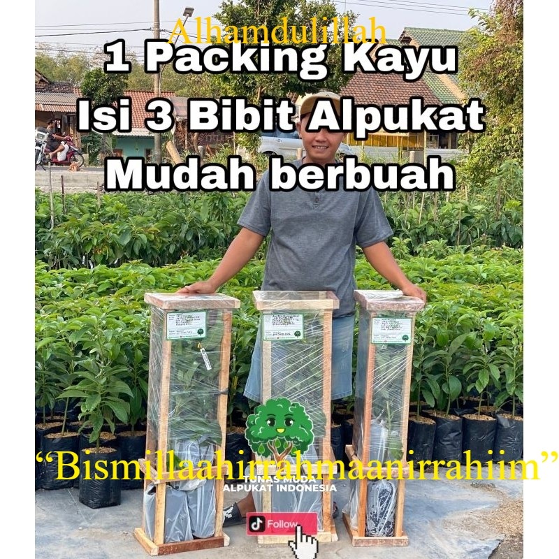PAKET 3 BIBIT ALPUKAT MUDAH BERBUAH 1 PETI FULL MEDIA + PACKING KAYU