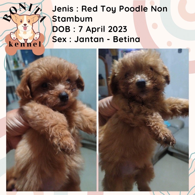 Red Tiny Poodle Particolor Fawn Anak Anjing Poodle Non Stambum Jantan Betina