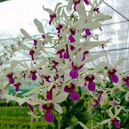 Pohon Anggrek Dendrobium Keriting Mesagnil dewasa