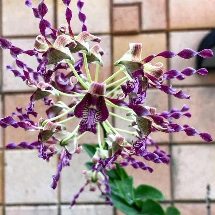 tanaman hias anggrek dendrobium keriting // anggrek dendrobium siap berbunga